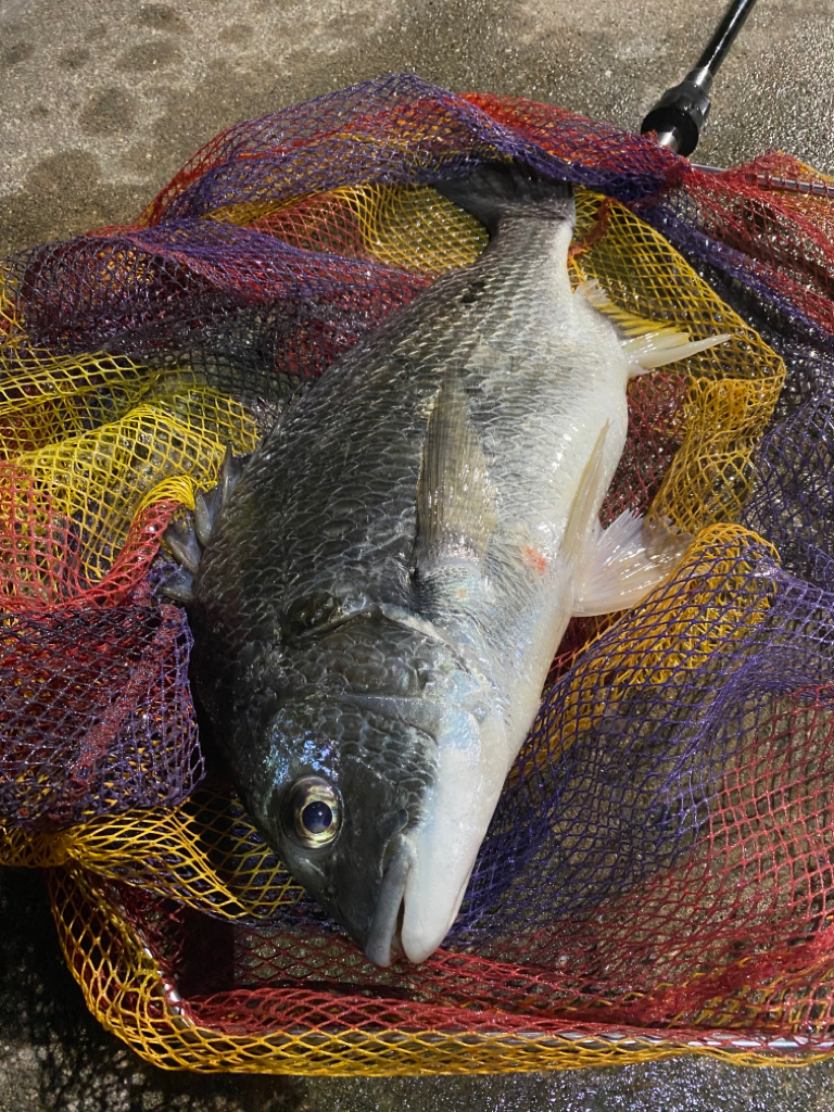 ヘチってきました