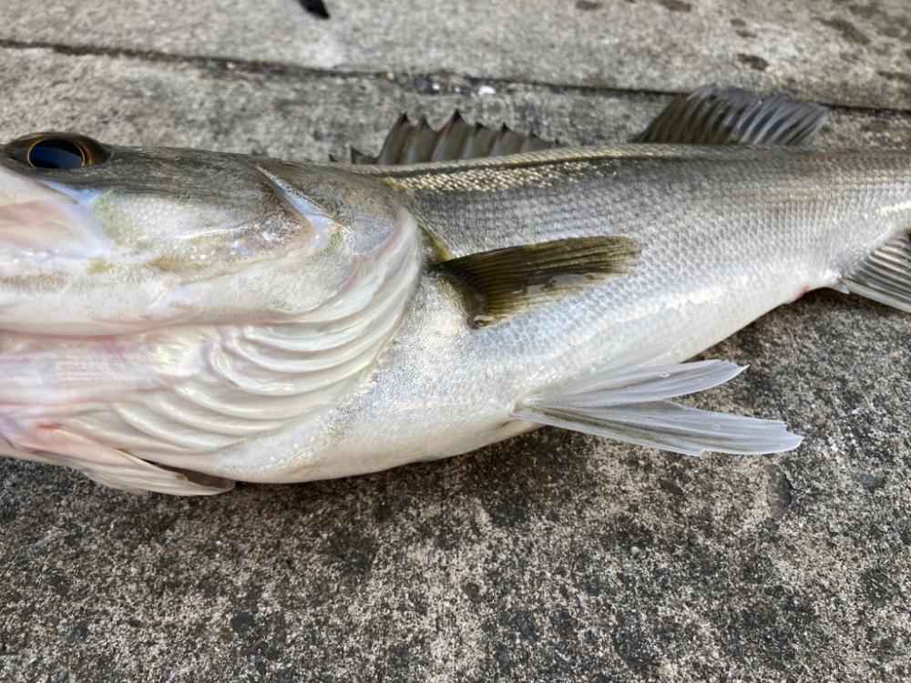 ハネ釣れました!