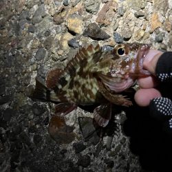 メバ、、、いや、ガシリング。