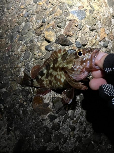 メバ、、、いや、ガシリング。