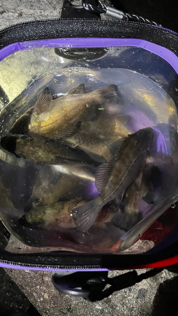 GMさん！メバル釣りましょう！