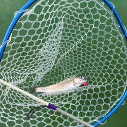 2023初エリアトラウト