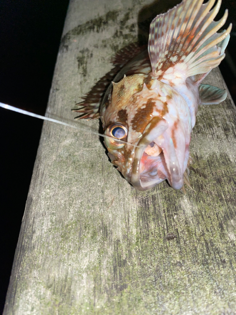 初釣り短時間釣行