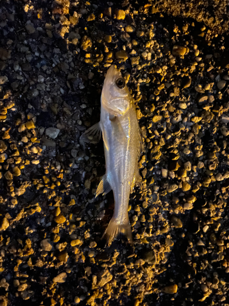 青イソメ で勝負っ！