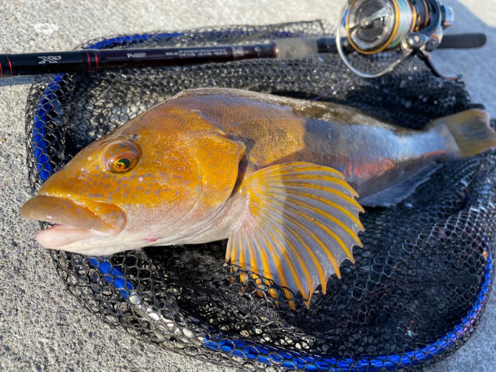 ロックフィッシュ大会！