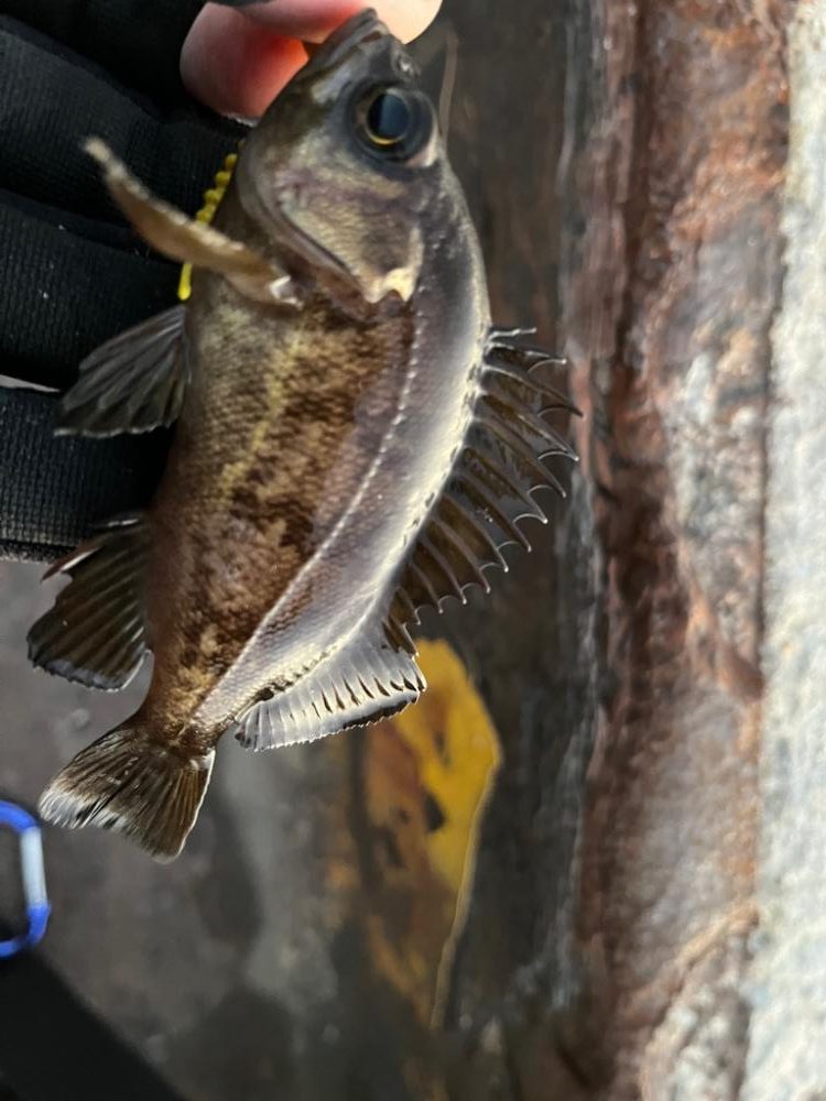 真冬の四日市ライトゲーム