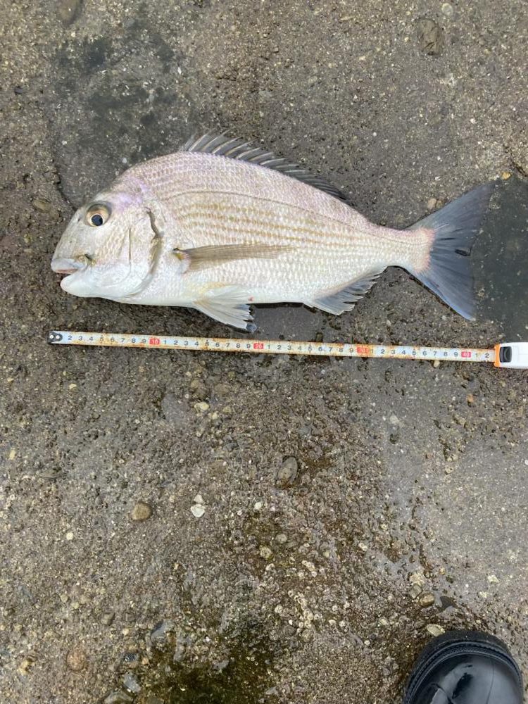 連続40センチオーバー確保！