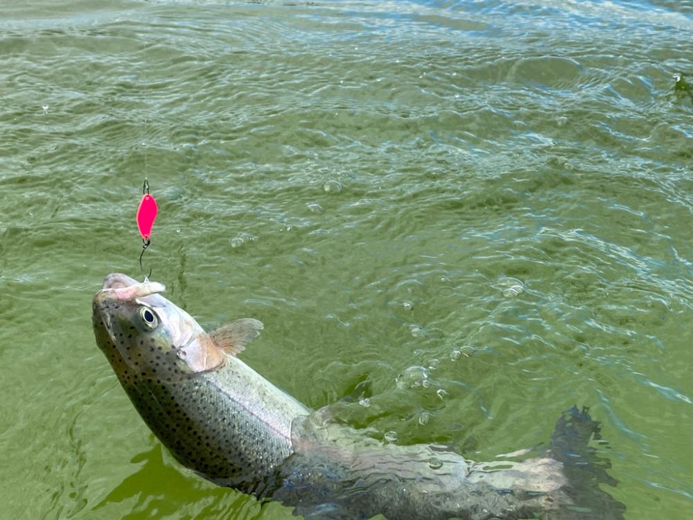エリアトラウト　亀岡市