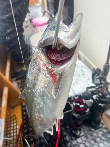 オフショアジギングin羅臼