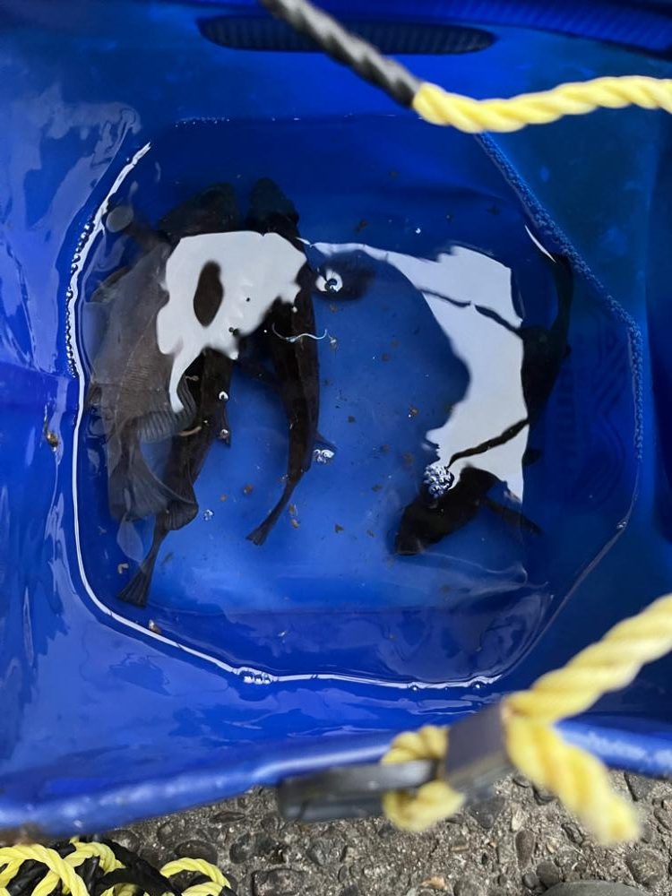 今年初釣り　メバリング