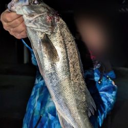 2023初釣りボートシーバス