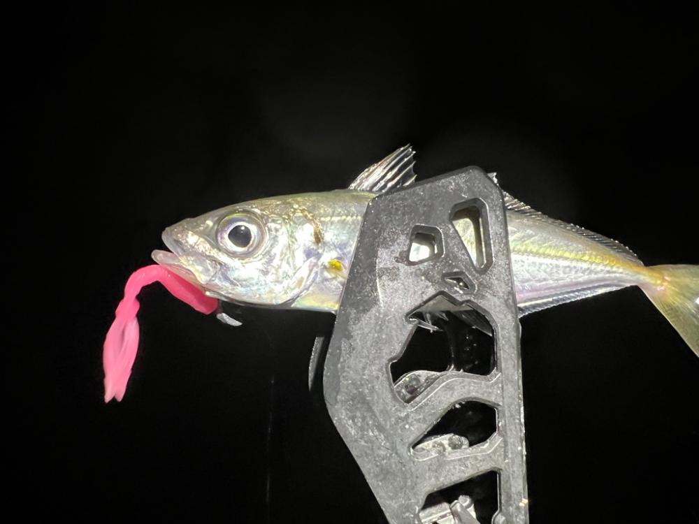 鯵を探して三千里Vel.27