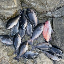 頼れるハリスで寒グレ釣り❗️