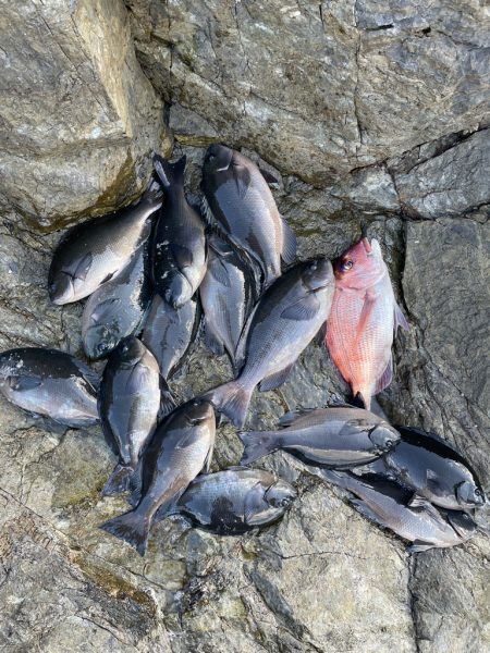 頼れるハリスで寒グレ釣り❗️