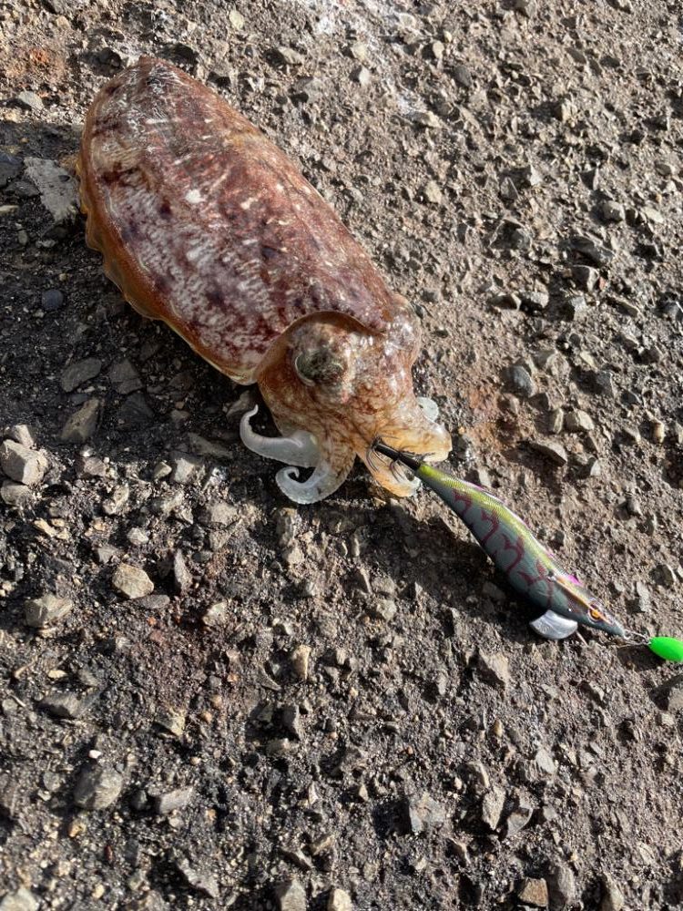 淡路島 エギング