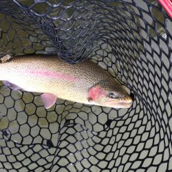 鯵道5Gでエリアトラウト！釣れる！