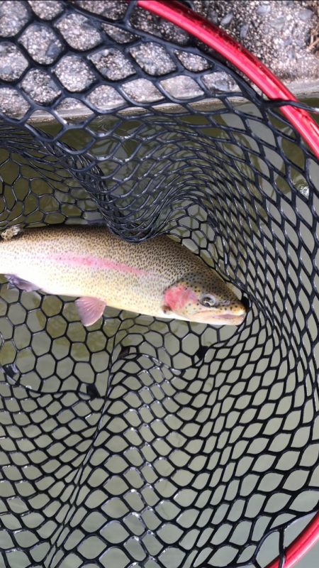 鯵道5Gでエリアトラウト！釣れる！