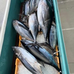 トンジギ釣り始め