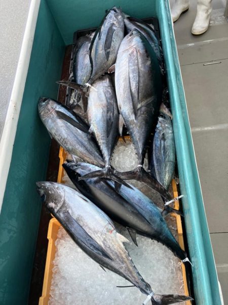 トンジギ釣り始め