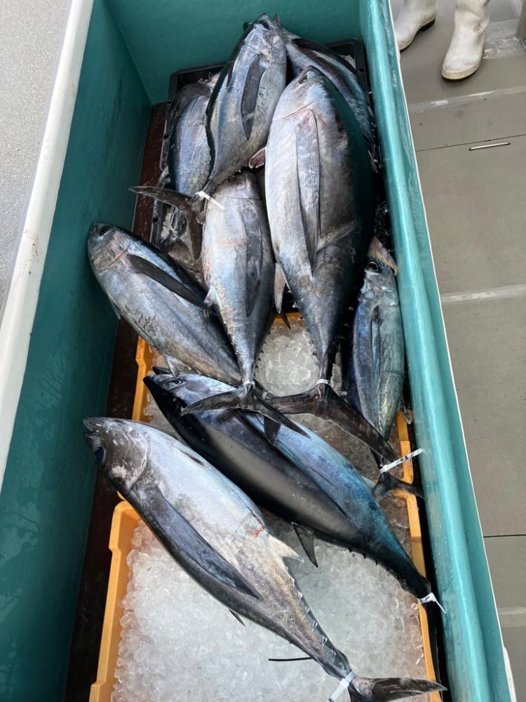 トンジギ釣り始め