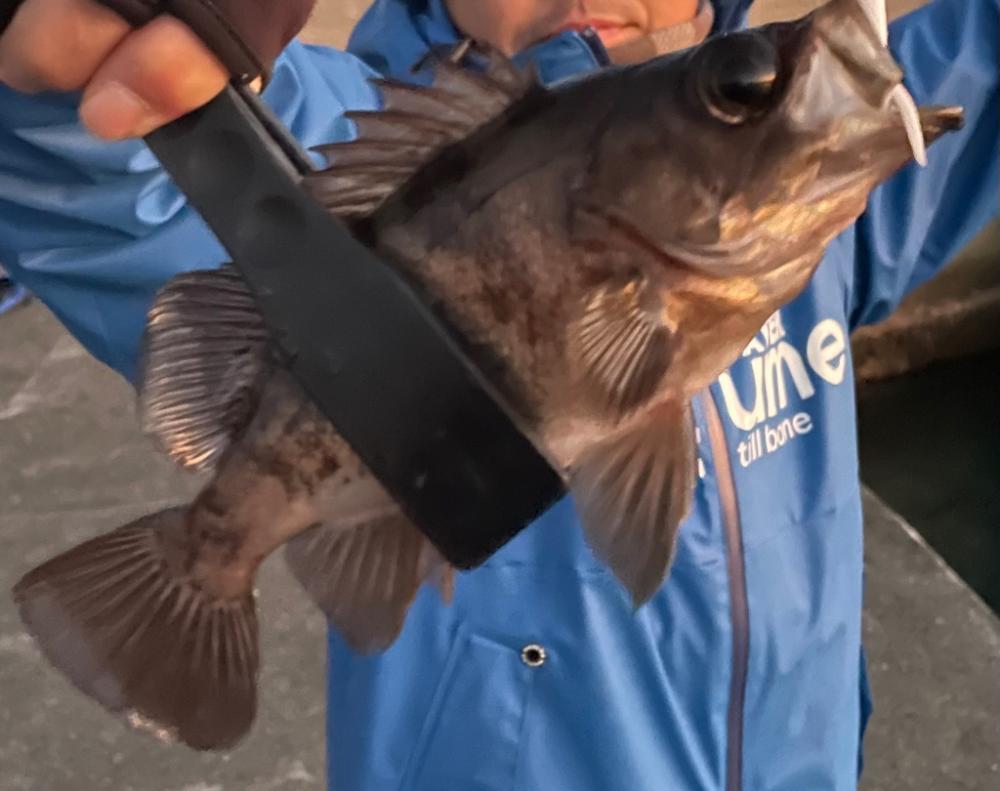 夕マヅメのアジング