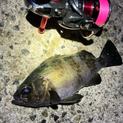 産卵ピーク明石のメバル