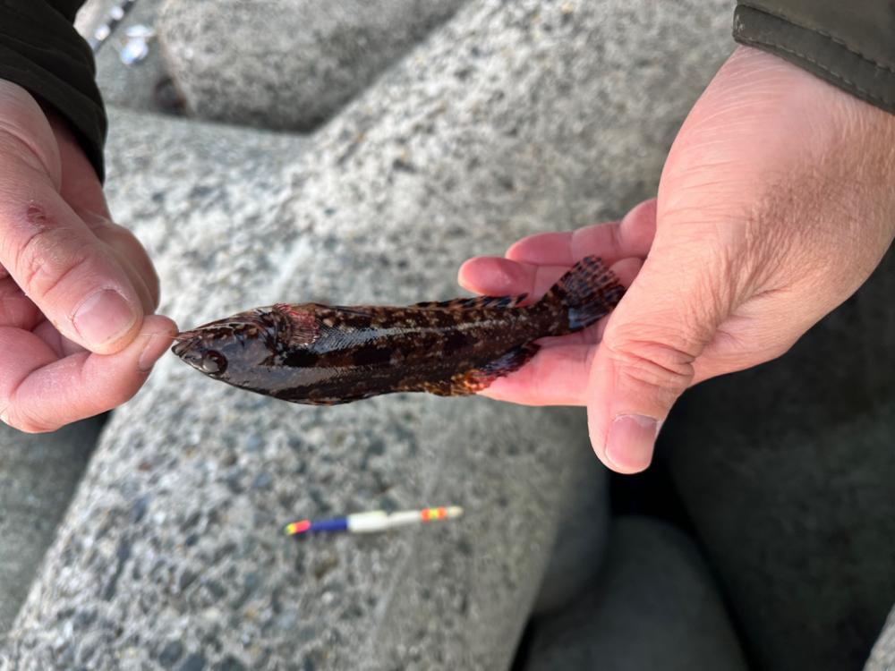 エビ撒き