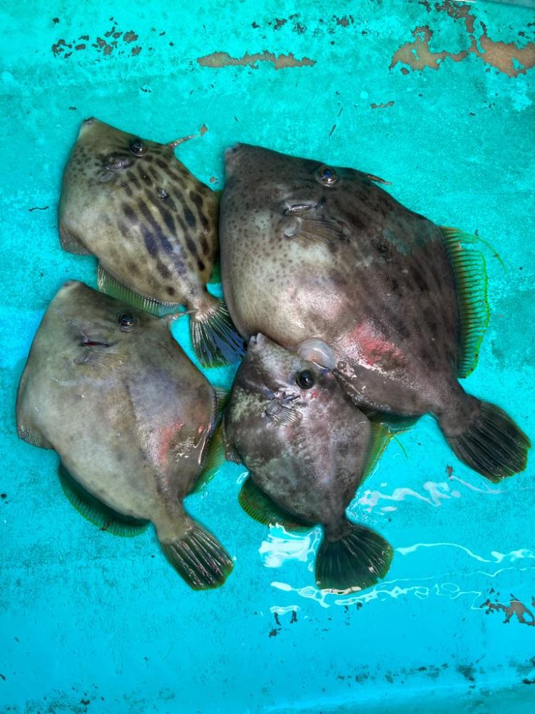 金谷沖、カワハギ