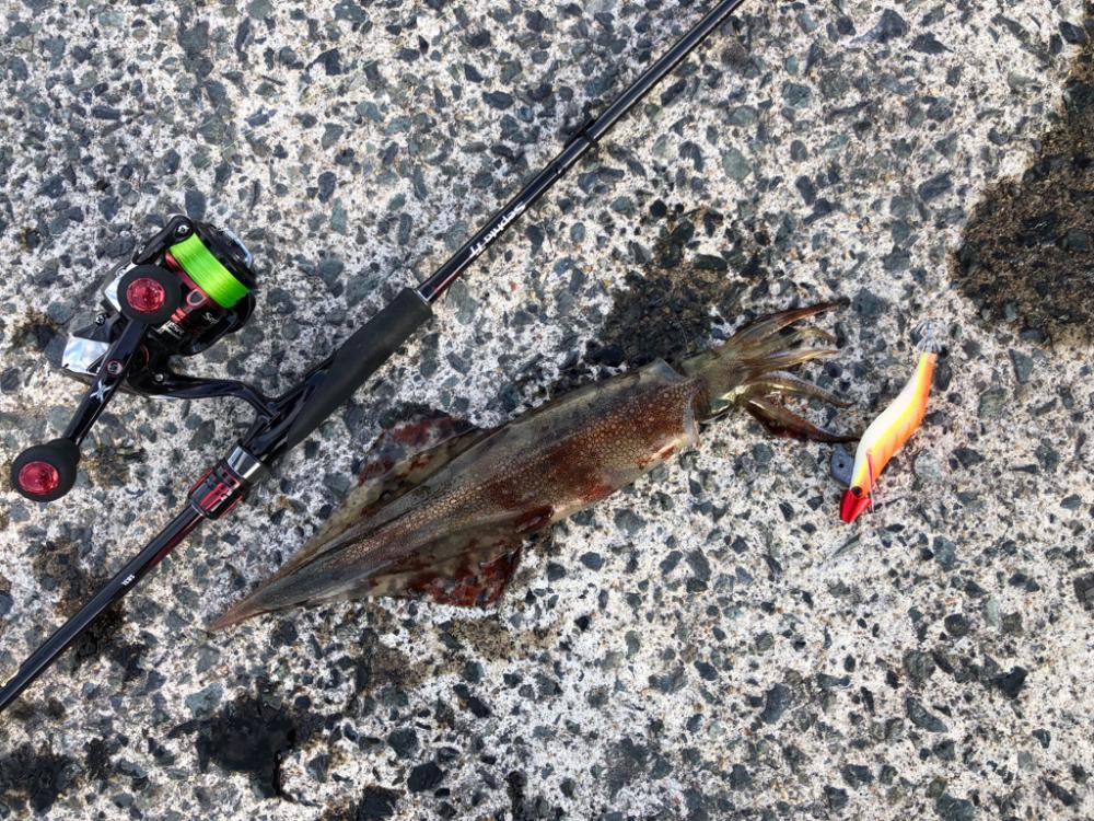 ヤリイカ上向き?