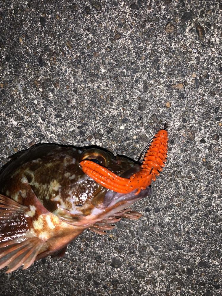 初釣りは、ガシラに癒されに!