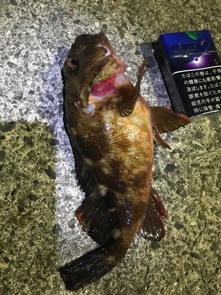 冬はガッシーと遊ぶ。