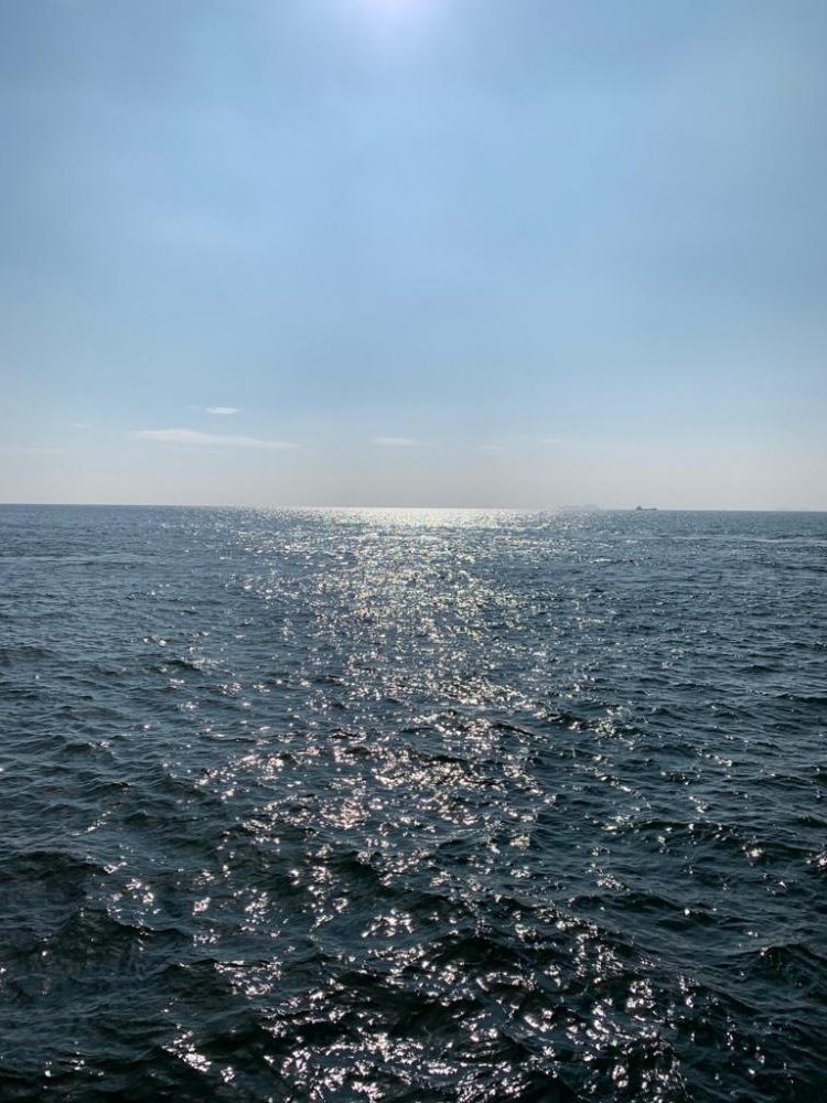 チヌが釣れるらしい！