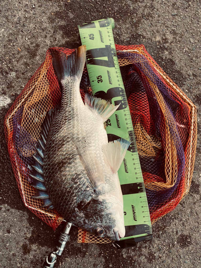 ヘチってきました