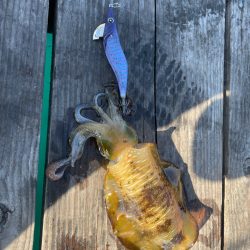 筏エギング2日目！