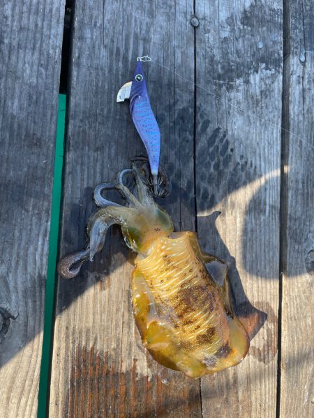 筏エギング2日目！