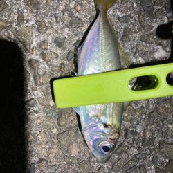 アジング、メバリング