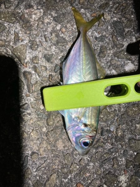 アジング、メバリング