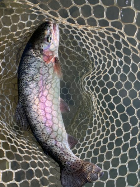 エリアトラウト