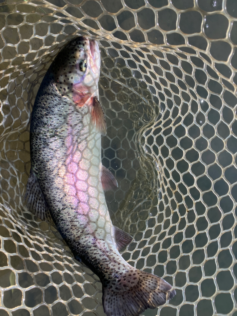 エリアトラウト