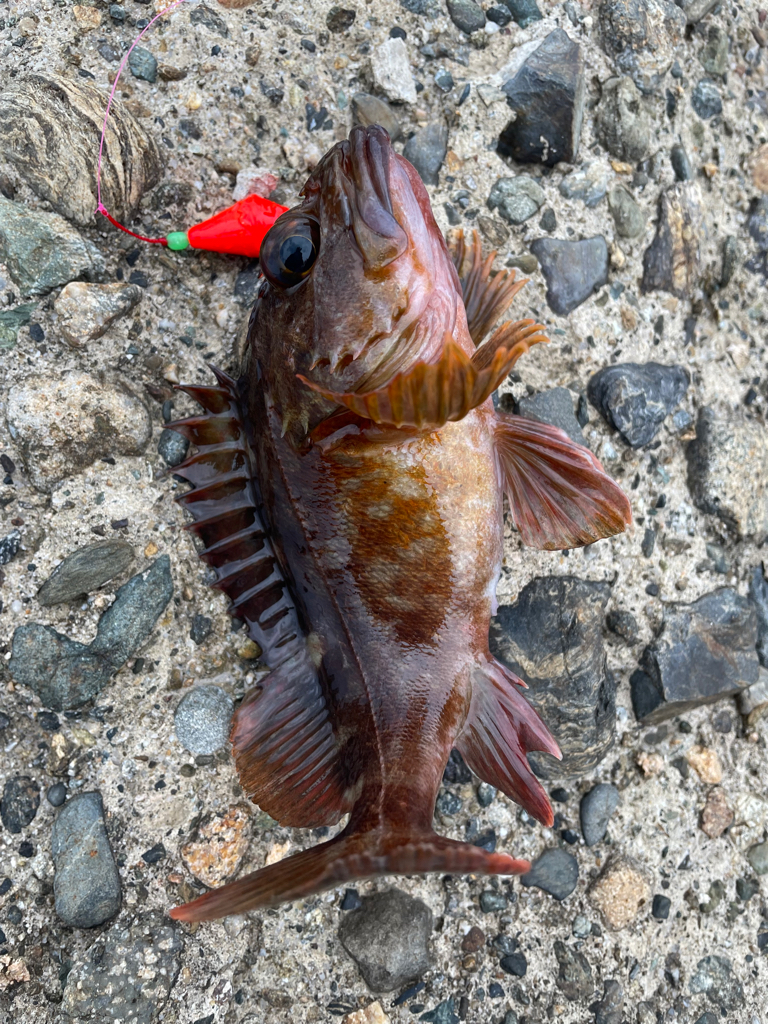 帰ってきた穴釣りNo.2