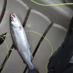 釣り始め@エリアトラウト