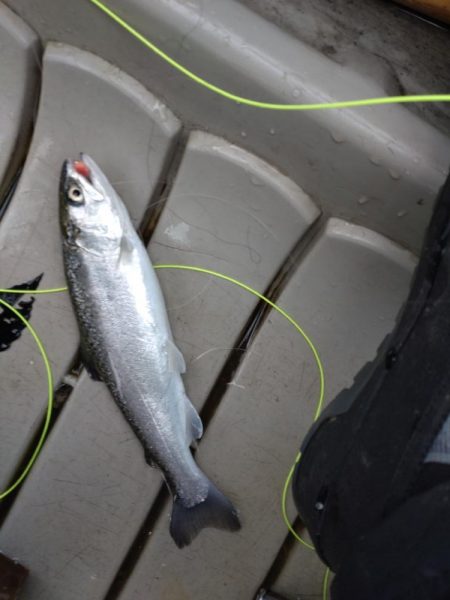 釣り始め@エリアトラウト