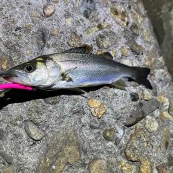 ２０２３年初釣り｜まずまずの高活性なメバリング♪