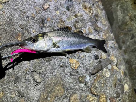 ２０２３年初釣り｜まずまずの高活性なメバリング♪