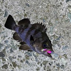 満月大潮の激渋メバリング｜スプリットで攻略！