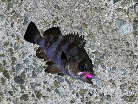 満月大潮の激渋メバリング｜スプリットで攻略！