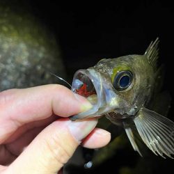 本荘人口島で激渋メバリング｜釣れてもミニサイズ！