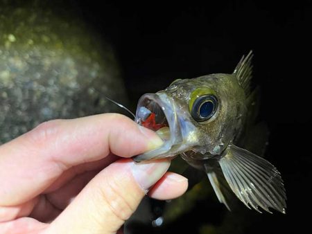 本荘人口島で激渋メバリング｜釣れてもミニサ…
