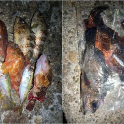 アジング、メバリング