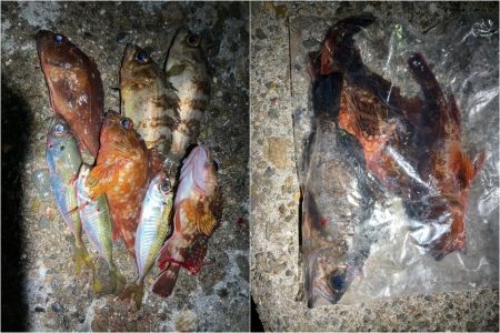 アジング、メバリング